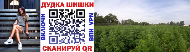 Бошки марихуана THC 21%  купить закладку  Орлов 
